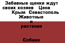 Забавные щенки ждут своих хозяев › Цена ­ 17 000 - Крым, Севастополь Животные и растения » Собаки   . Крым